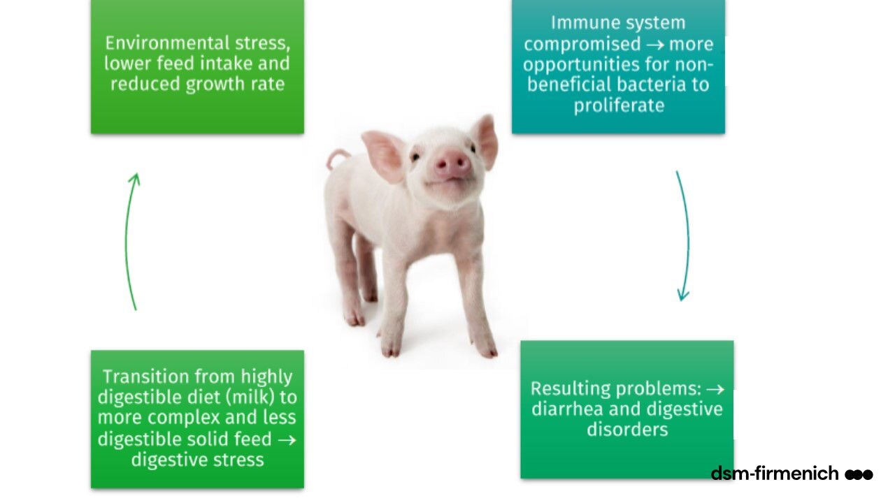 Figure 1. Illustration of the challenges imposed by weaning abruptly in modern commercial pig production.
