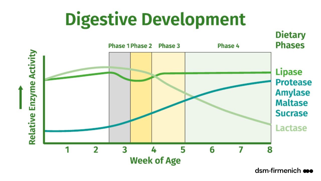 Figure 2. Digestive enzyme development of pigs by age. (Phase 2 = weaning). Adapted from Efird et al., 19821. 
