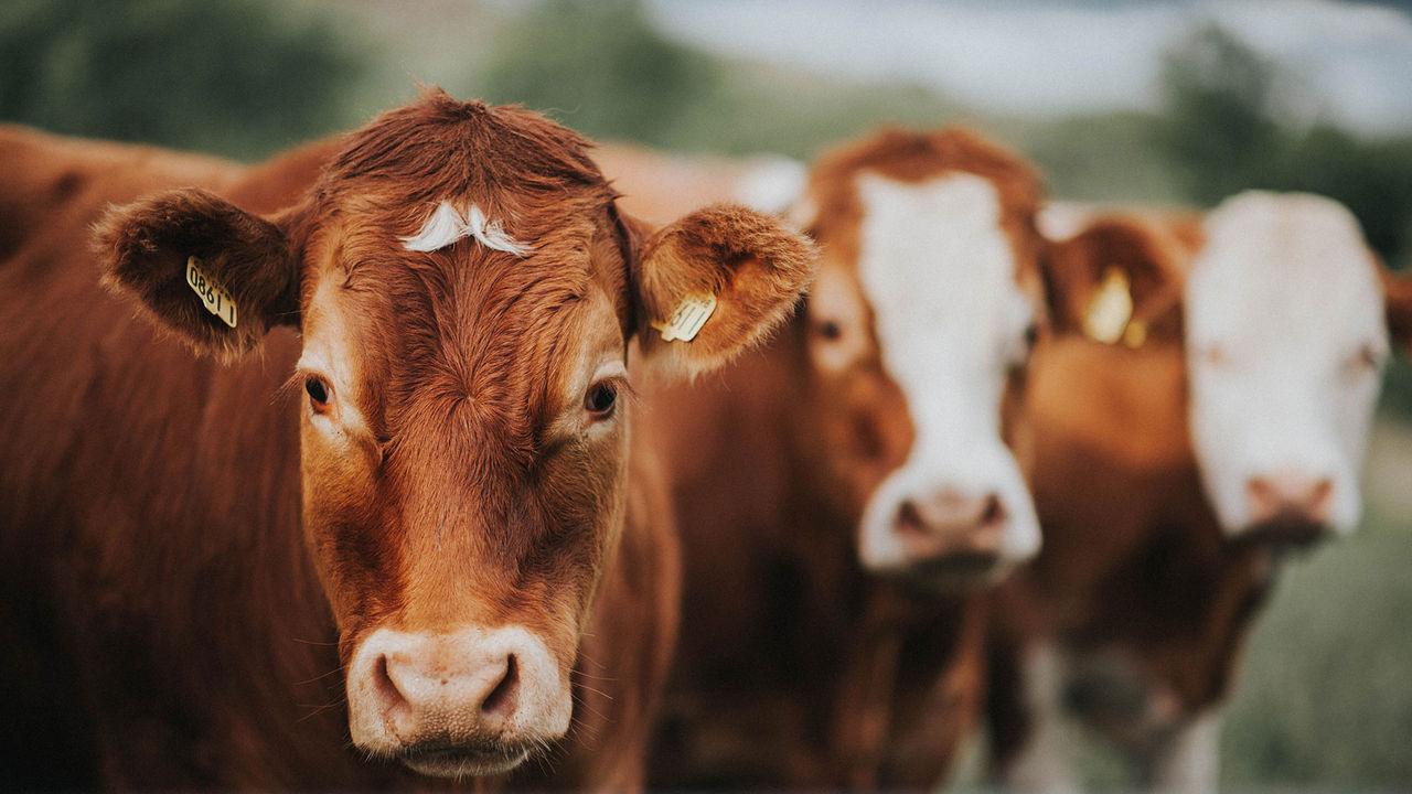 Boosting milk yield by promoting health? YES please!