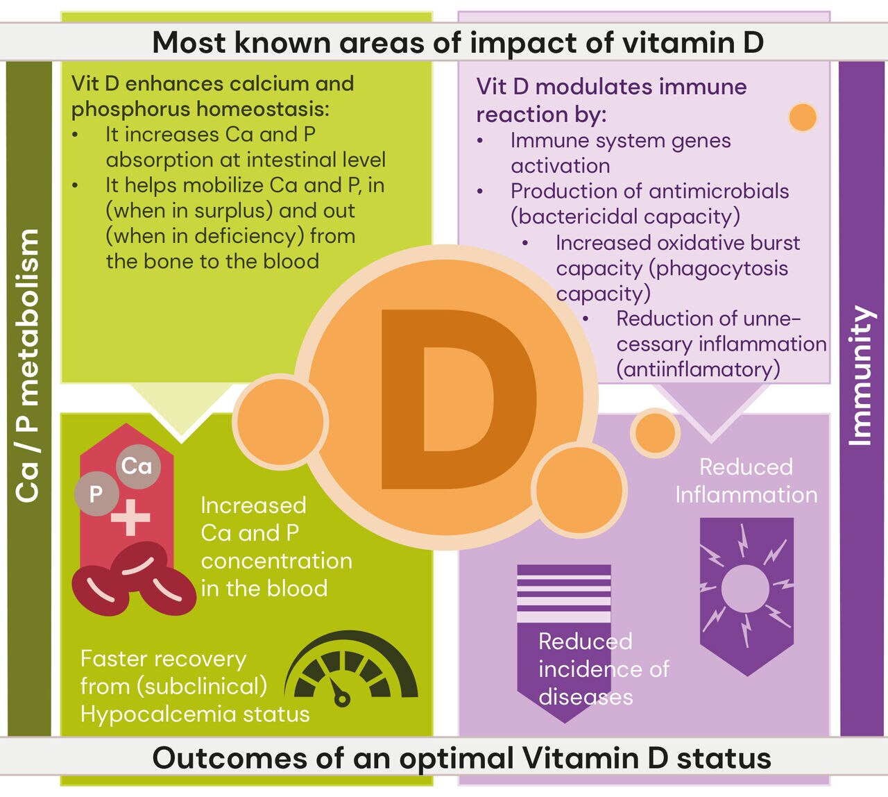 Impact of vitamin D in ruminants
