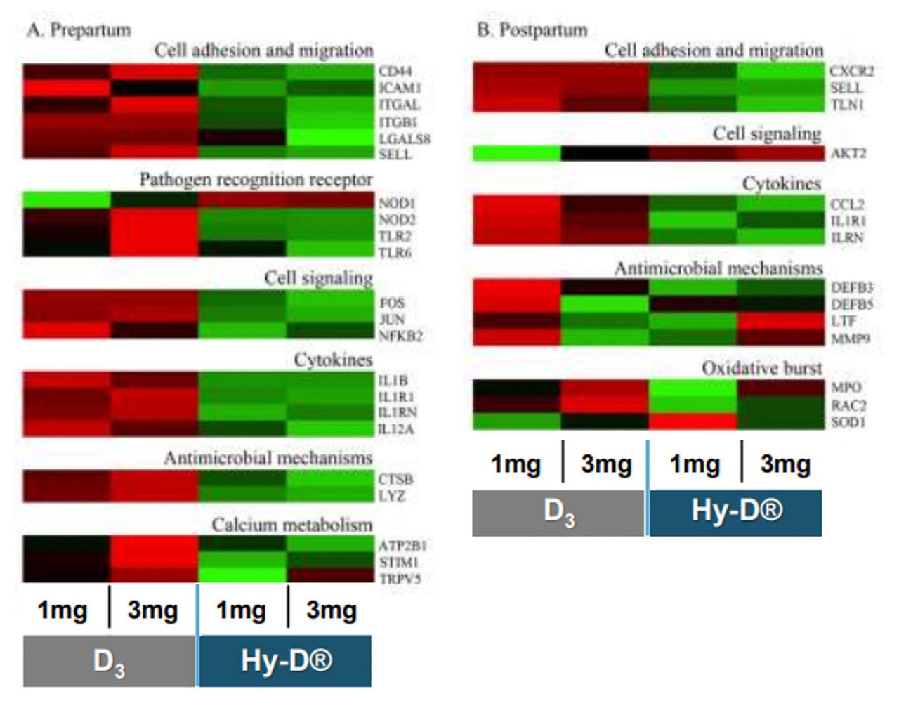 Figure 7. Effect of different vitamin D source on peripheral blood leukocyte gene expression (p < 0.05). Prepartum samples (A) were taken after 20 days of supplementation (-30 to -10 days in milk) and the postpartum samples (B) were taken 13 days later (3 days in milk)