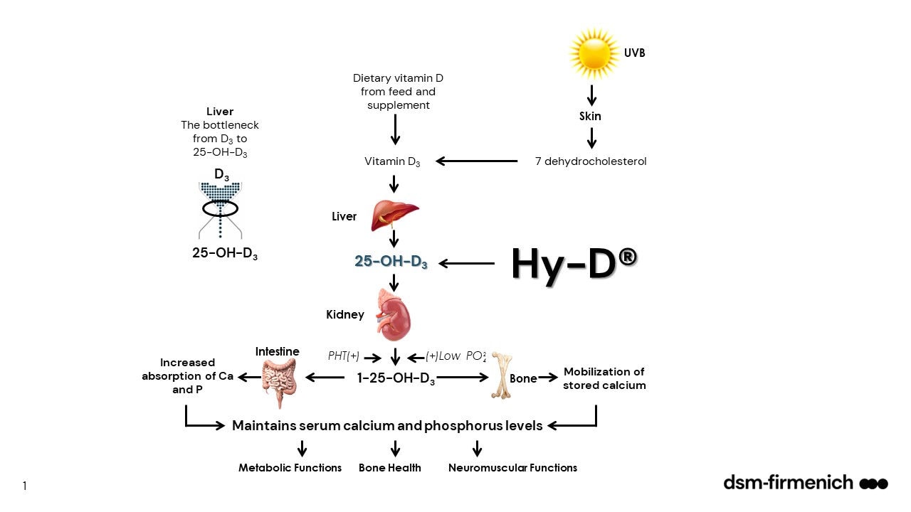Figure 4. Illustration of vitamin D metabolites and how Hy-D® delivers an immediate source of vita