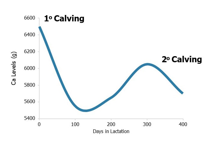 Figure 1. Calcium levels in a high-performing dairy cow over time. Ca reserves may not be replenished, increasing the risk of hypocalcemia in older animals (Source: McGrath et al., 2015)