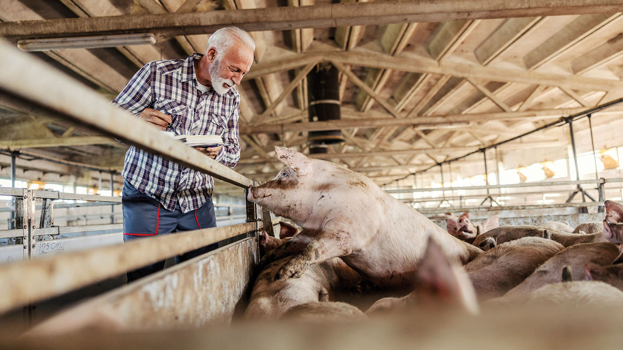 Towards a greater understanding of calcium digestibility in fattening swine: from total Ca to digestible Ca