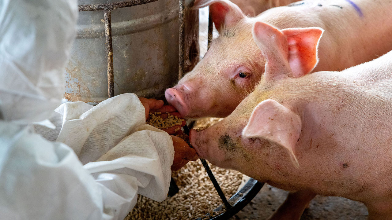Decarbonizing Swine Production