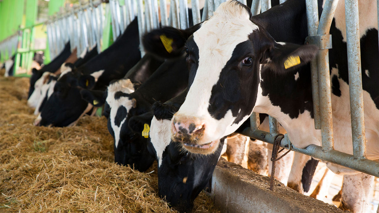 Building stronger herds: supporting immune capacity as well as Calcium and Phosphorus homeostasis