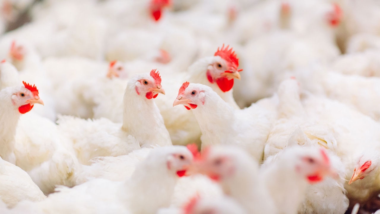 How Effective Are Various Coccidiosis Control Programs? A Field Veterinarian’s Perspective