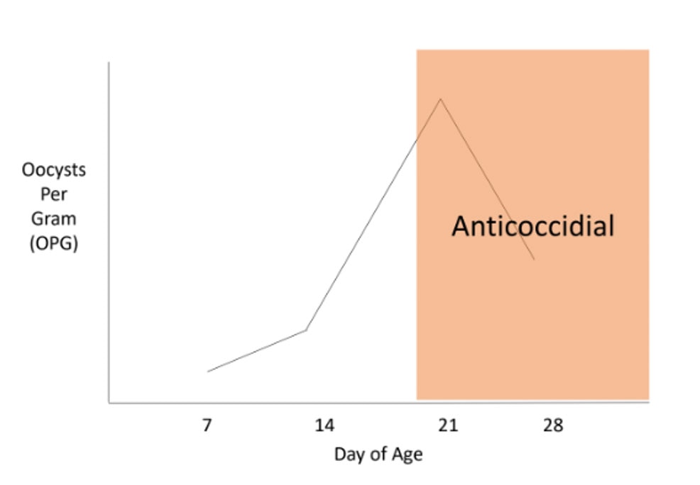 Figure 1. Typical curve of oocysts per gram over time in a broiler flock on a bioshuttle coccidiosis control program (vaccine administered to the chicks followed by a product in the feed) (Source: LaBounty, 2023)