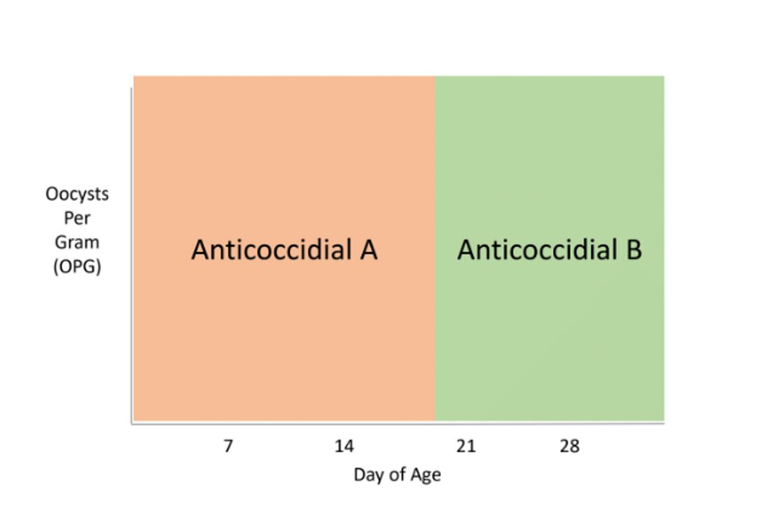 Figure 2. Typical illustration of oocysts per gram over time in fecal samples from broilers on a shuttle program using two anticoccidial products (Source: LaBounty, 2023)