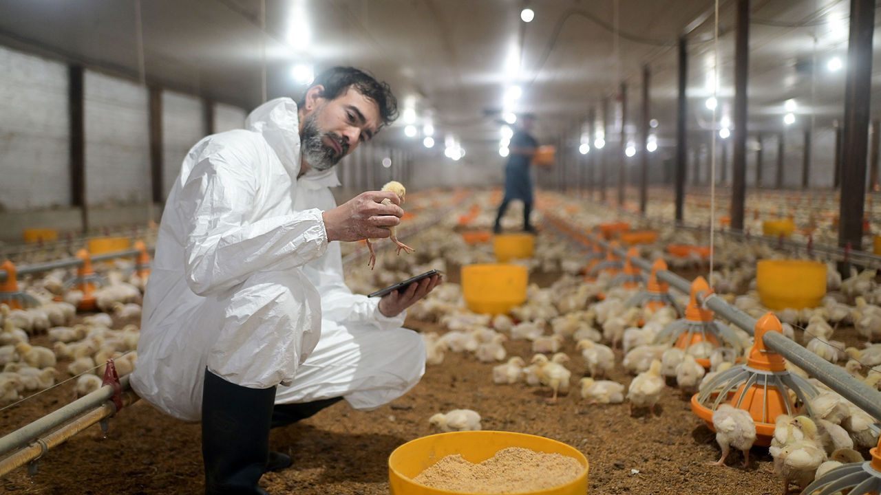 How mycotoxins predispose poultry for health & nutrition challenges and their risk management