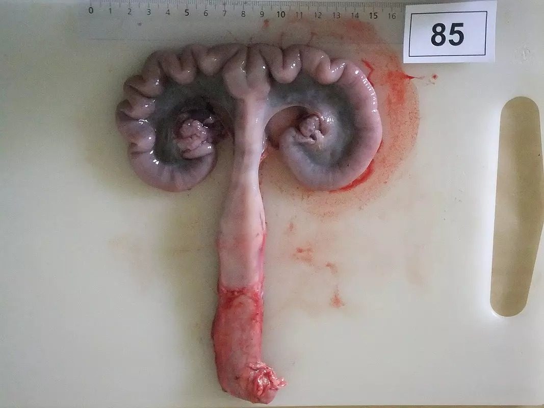 csm_Effects-of-ZEN-in-swine_Fig1a