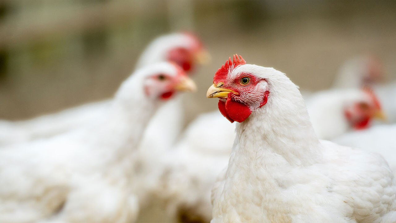 Broilers