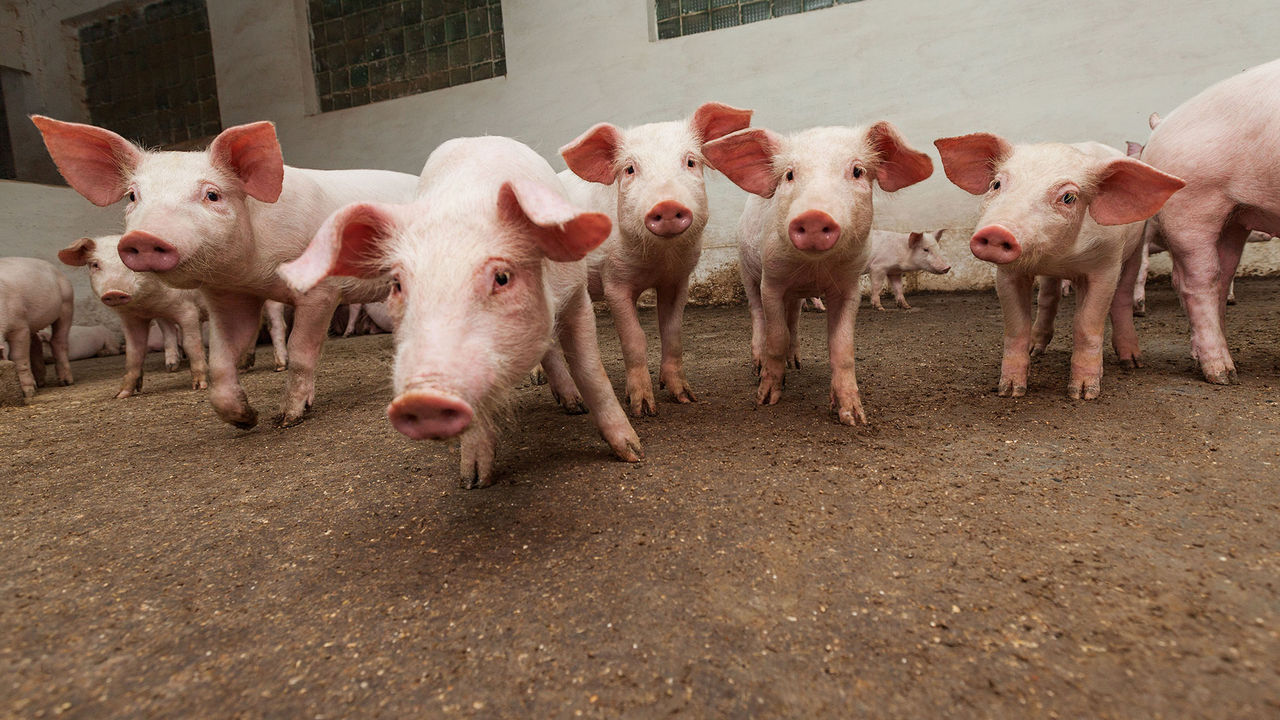 Increasing the digestive efficiency of local raw materials with enzymes
