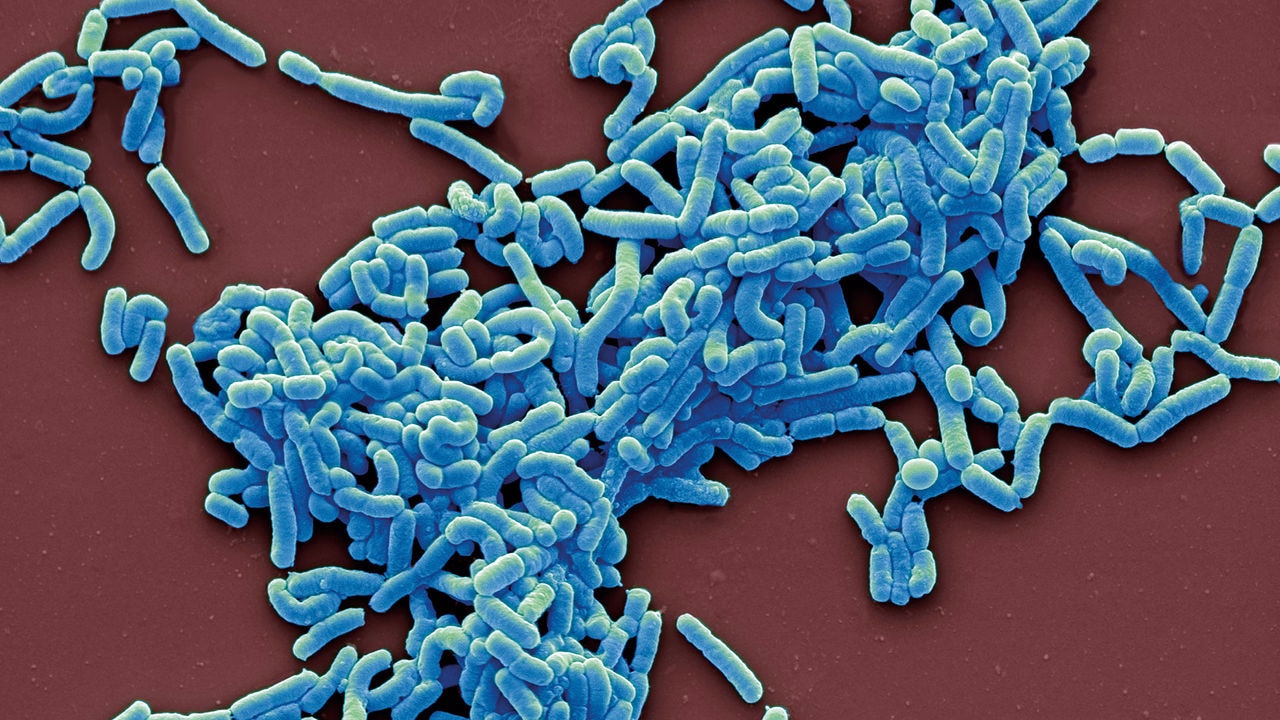Lactobacillus casei