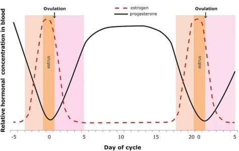 day of cycle