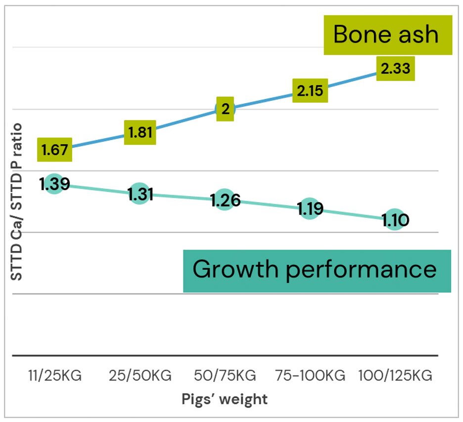 Figure 2. Ratios of standardized total tract digestibility (STTD) Ca:STTD P to required to maximize growth performance (muscle) or bone ash in growing-finishing pigs (generated from Stein et al. 2023)