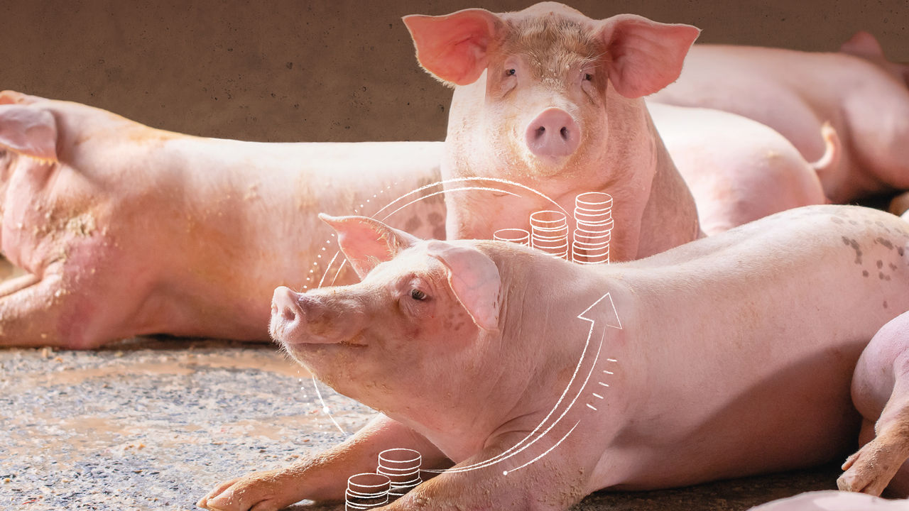 Nutrient requirements to feed the immune system: Its not just about quantity, quality is key!