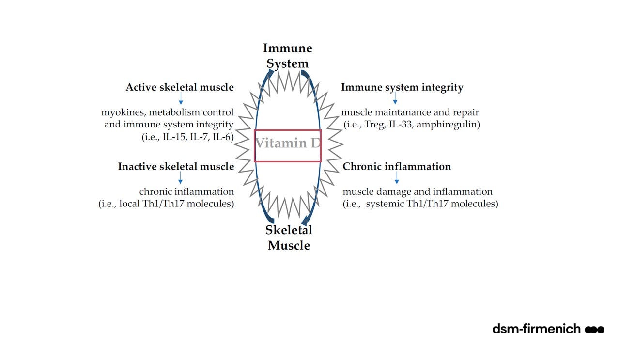 Figure 2. Illustration of the regulatory and protective role of vitamin D in the functioning of skeletal muscle and the immune system. 