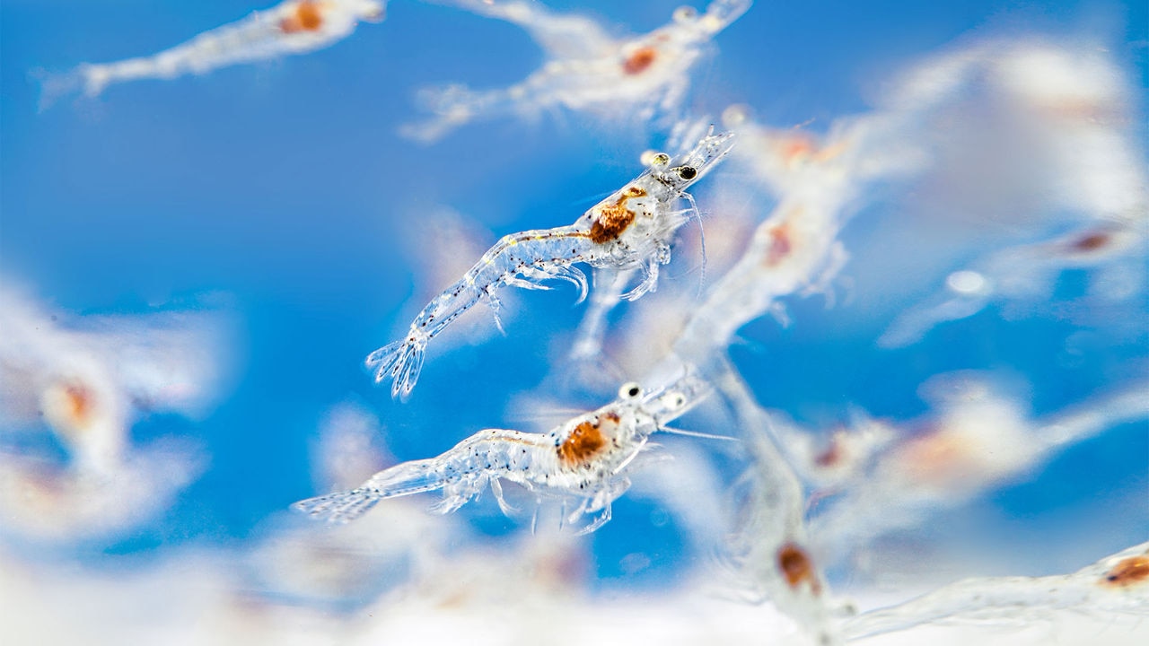 An ocean of opportunities: the potential of vitamin nutrition in aquaculture
