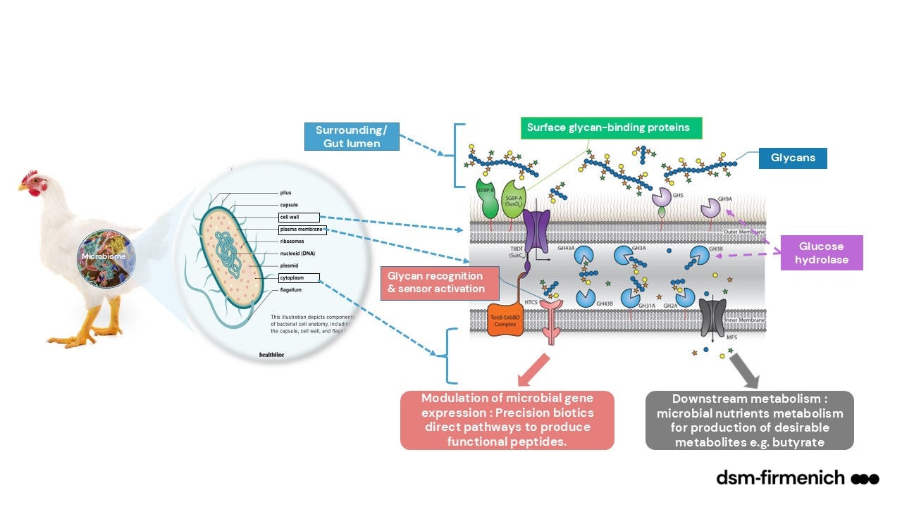 Figure 1. Microbes recognize glycan structures in their environment to regulate their own metabolic processes (Source: adapted from Hao et al., 2021)