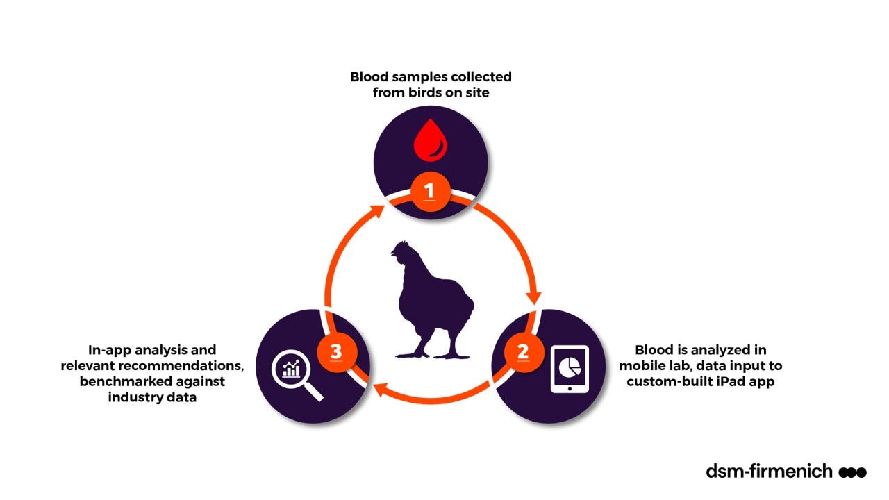 Figure 1. Illustration of how Verax™ works, starting with data collection, data input and then interpretation and making recommendations (Source: dsm-firmenich, 2023)