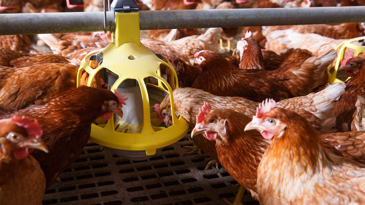 Precision nutrition in commercial poultry production