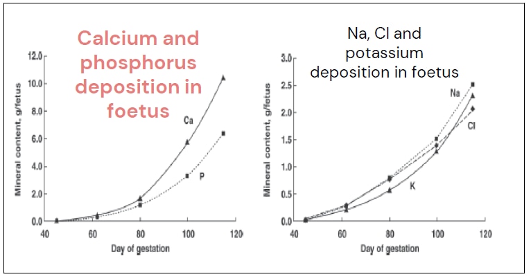 Figure 2. Swine foetal requirements for minerals during gestation. Data generated from Mahan et al.