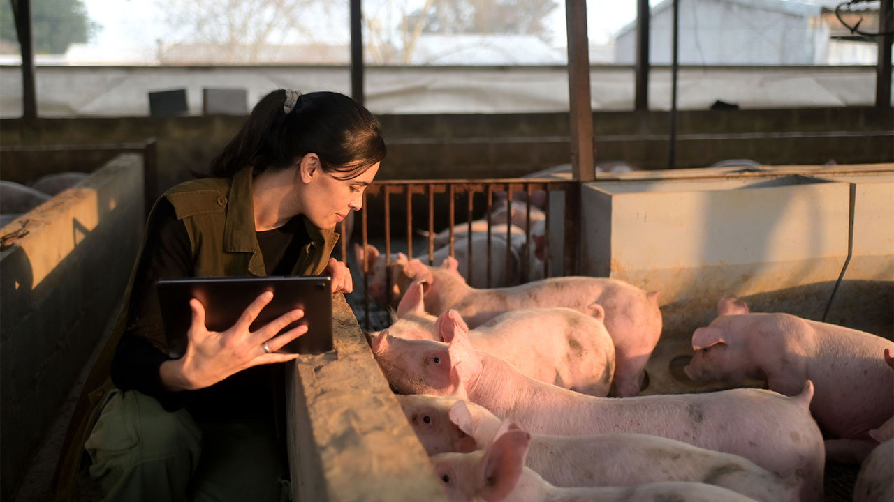 Sow gestational feed programs for optimum development of piglets in-utero