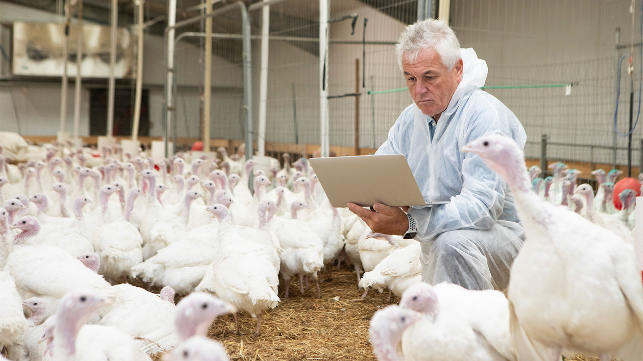 Precision microbiome modulation can unlock new levels of poultry production