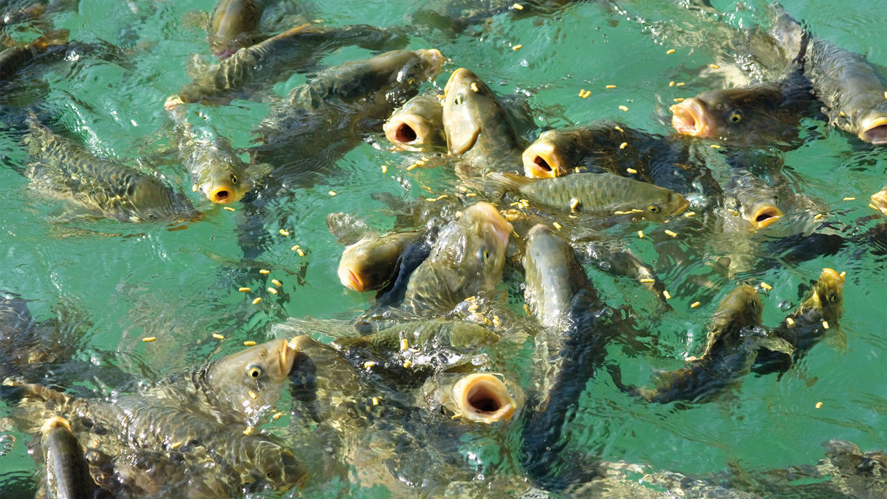 Underwater intrigue: exploring mycotoxins’ impact on fish
