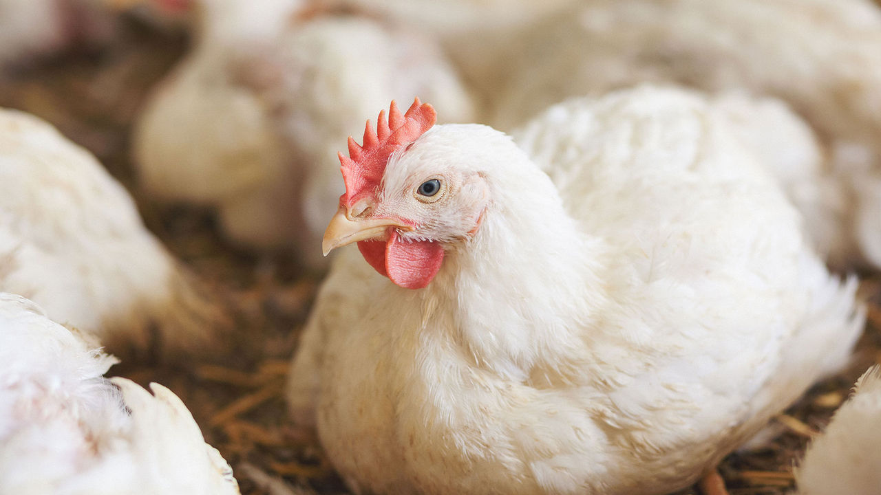 The role of vitamin E in poultry and swine nutrition
