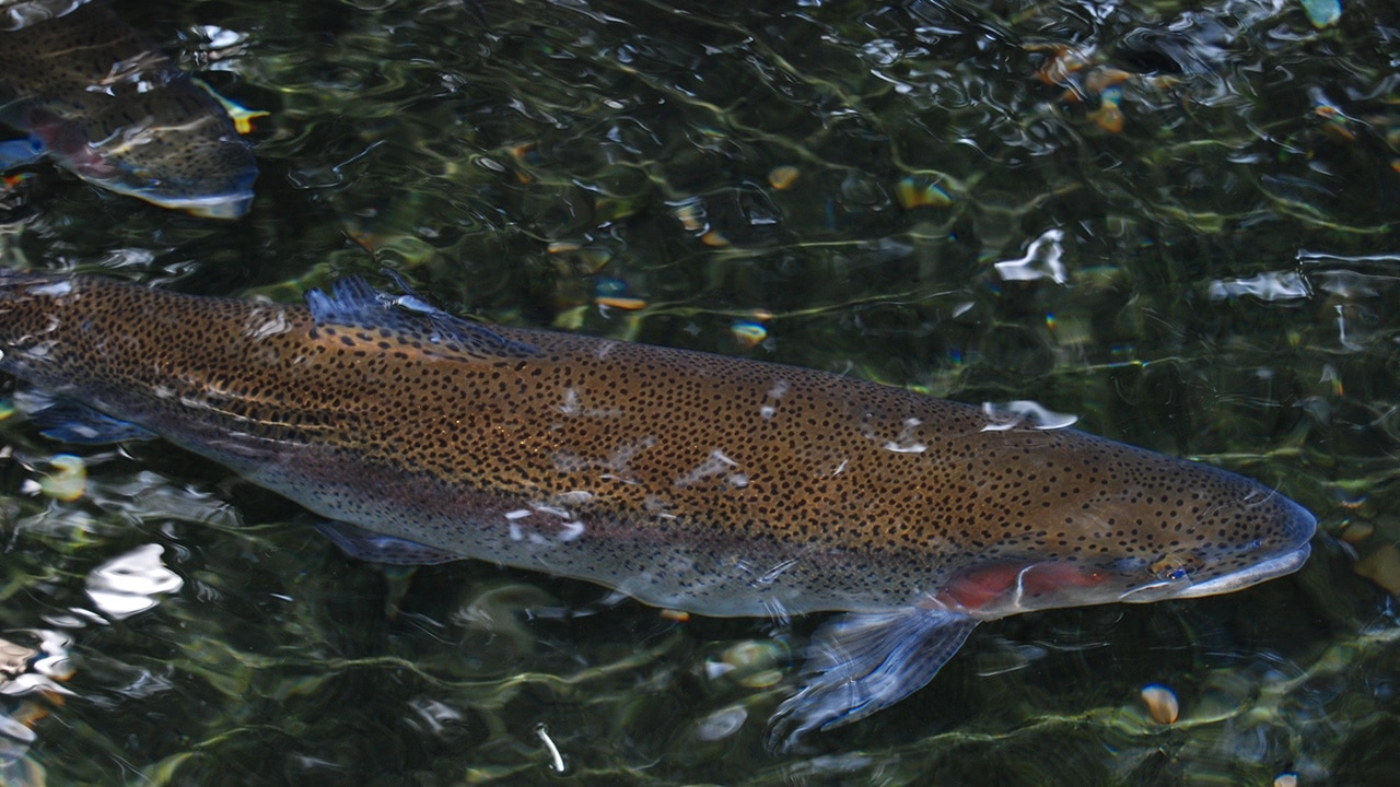 DSM and Evonik establish joint venture for omega-3 fatty acids from natural marine algae for animal nutrition