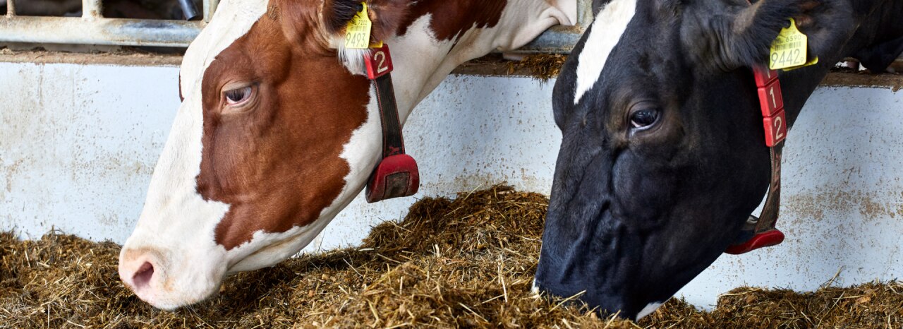 Cattle eating feed in a barn