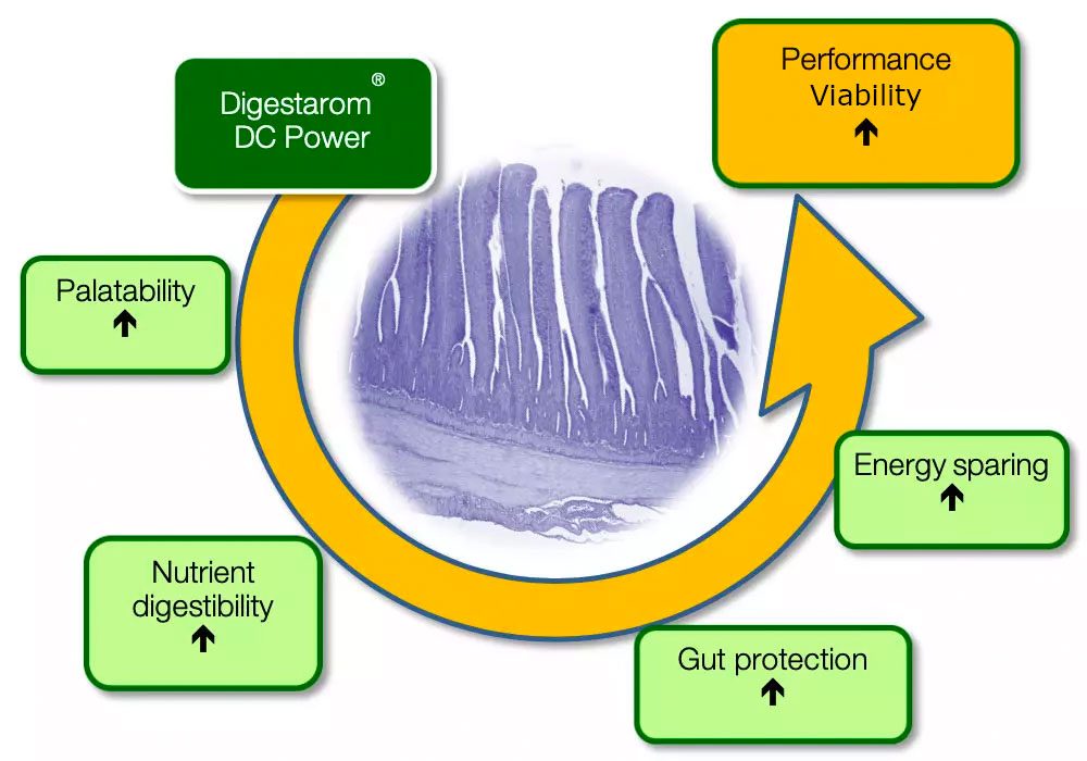 Mode-of-action-Digestarom-DC-Power