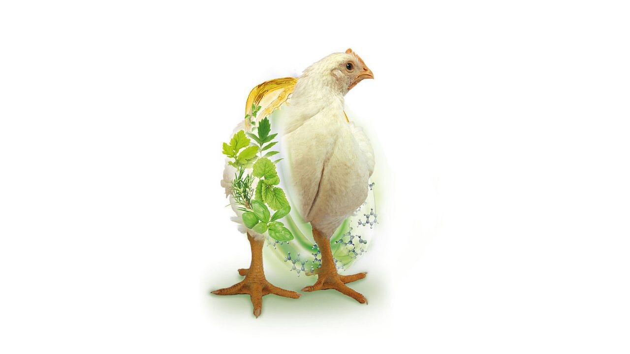 Digestarom-Broiler