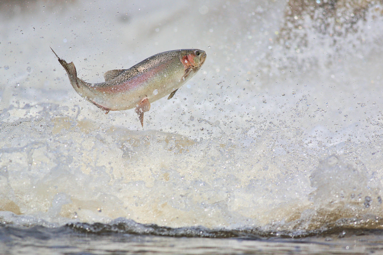 Hy-D® for aquaculture