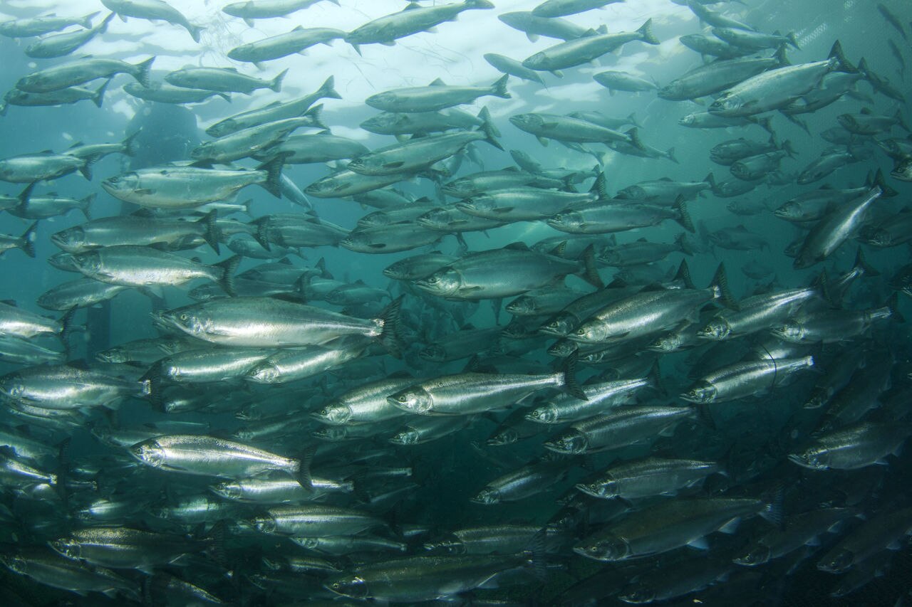 Hy-D® for aquaculture