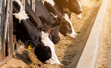 ruminants