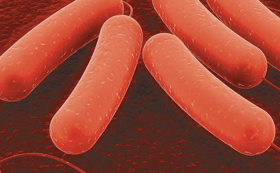 Colibacilose
