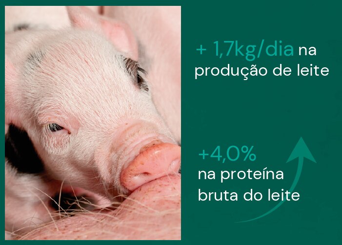 49 Matrizes em dieta controle e 44 Matrizes em dieta controle + suplementação com 150g/ton Digestarom Sow®