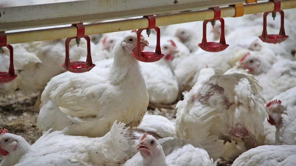 DSM_FiguraChickens_Mycotoxins_PT
