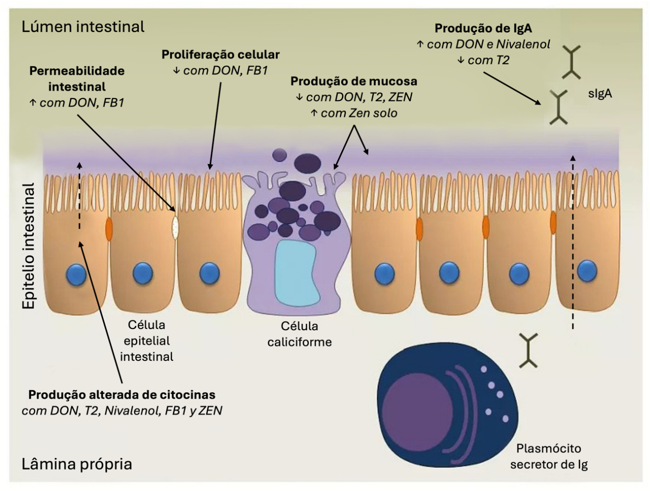 Figura 3. Efeito de DON, NIV, FB1, toxina T-2 e ZEN no epitélio intestinal. Eles alteram diferentes mecanismos de defesa intestinal, incluindo a integridade epitelial, a proliferação celular, a mucosa, a imunoglobulina (Ig) e a produção de citocinas. (Fonte: Antonissen et al., 2014).