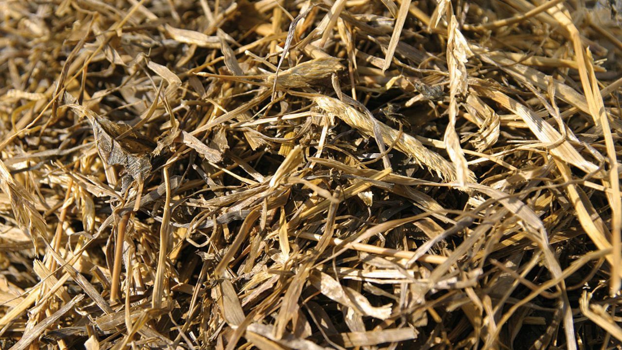 Silagem tratada com BIOMIN® CleanGrain Plus