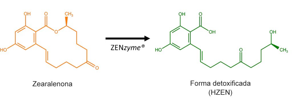 Degradação enzimática da zearalenona por ZENzyme®