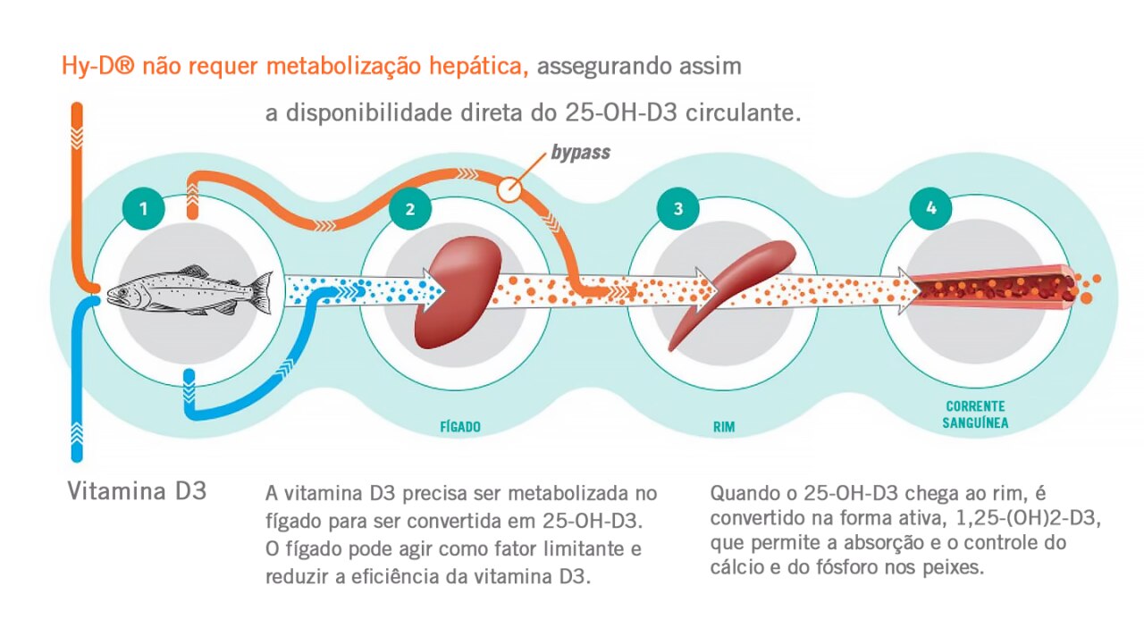 Mode of action of Hy-D® in aquatic species