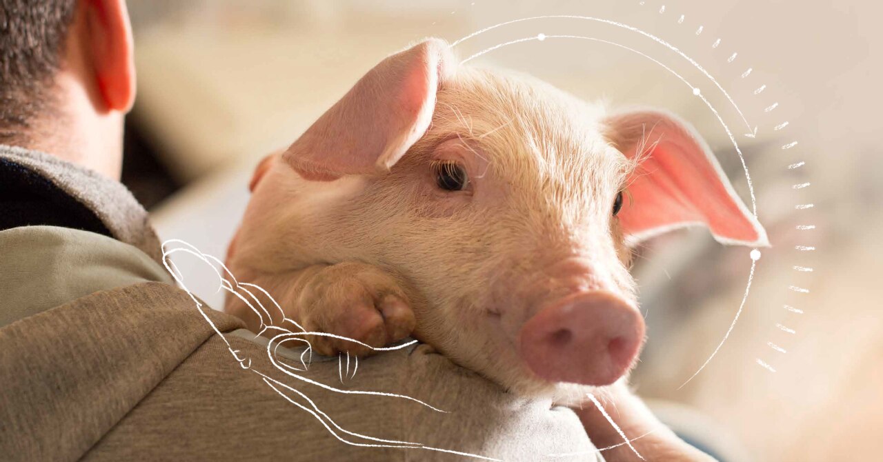 img_dsm-pig-photo_v2