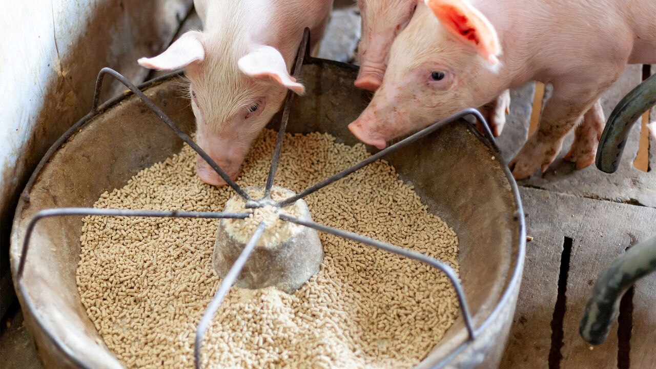 Pig feed