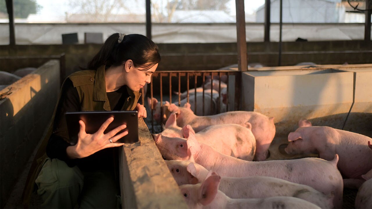 Swine