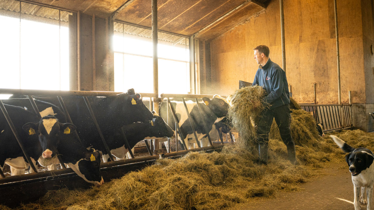 Bovaer® in Denmark: Lessons from five representative dairy farms 