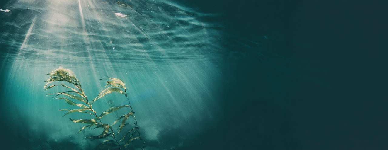The future of omega-3 innovation is grown, not caught.